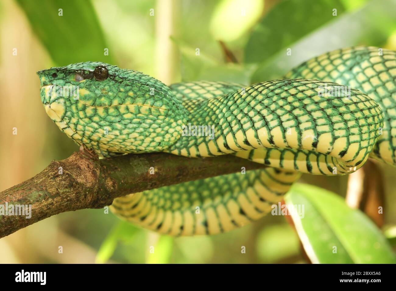 Waglers Pit Viper, Regenwald, Malaysia Stockfoto