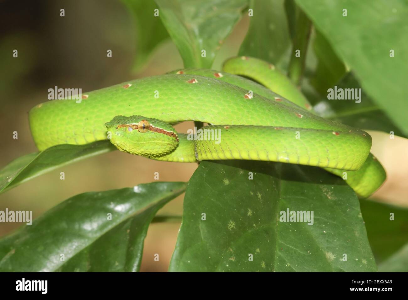 Waglers Pit Viper, Regenwald, Malaysia Stockfoto