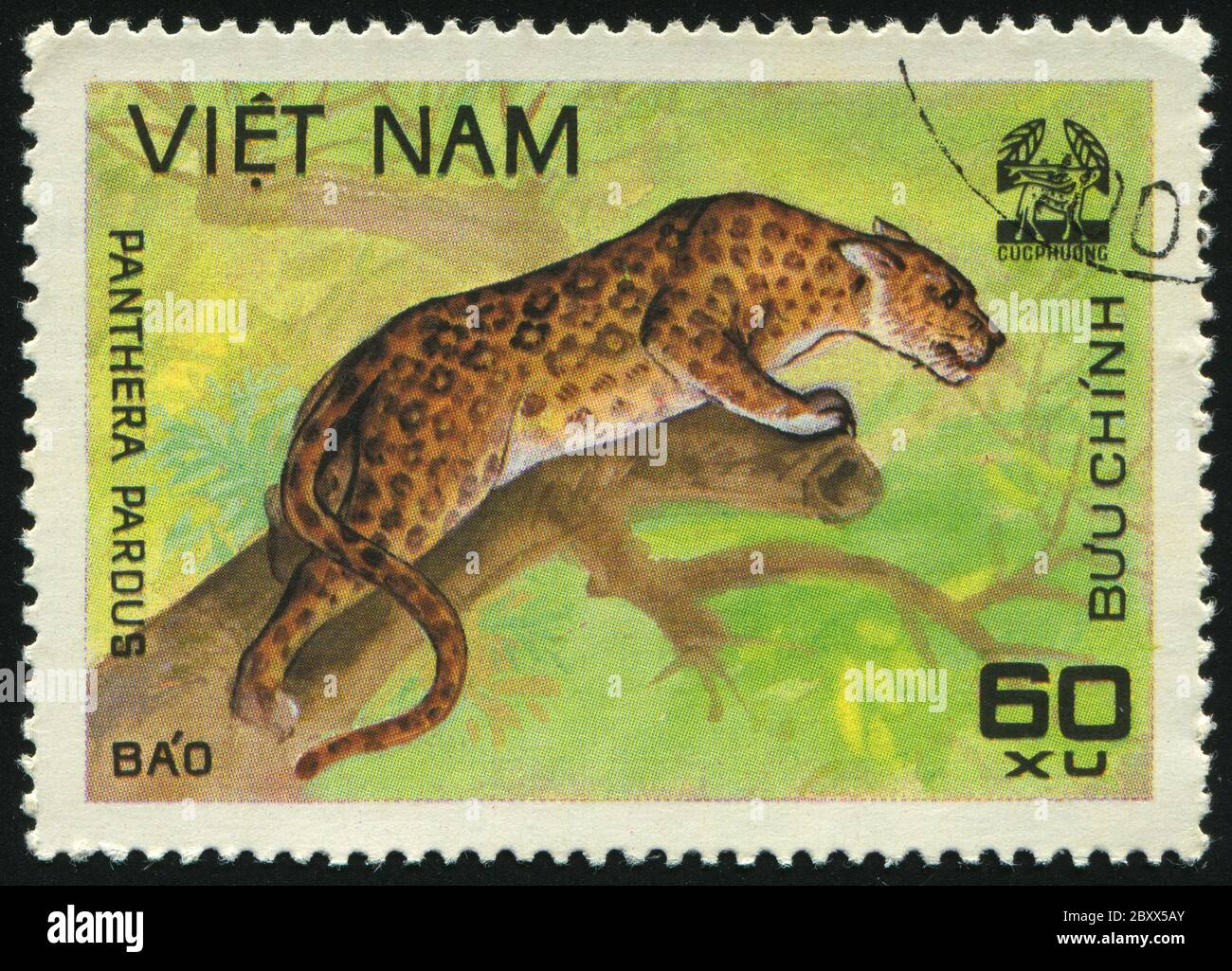 VIET NAM - UM 1981: Tiere aus dem CUC Phuona Natl Forest. Panthera pardus, um 1981 Stockfoto