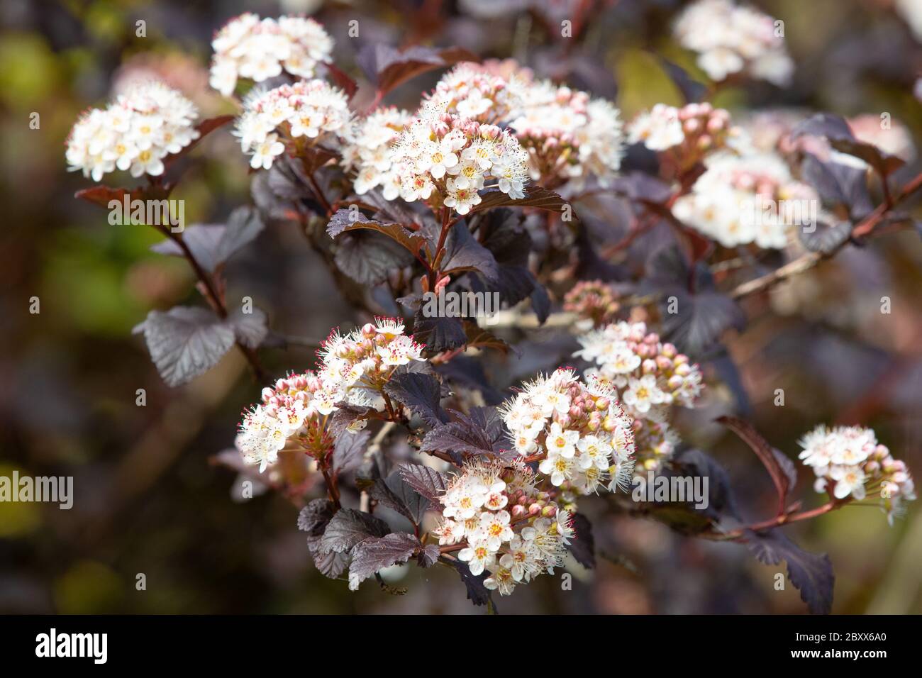 Physocarpus opulifolius diabolo Strauch - allgemein ninebark genannt - in Blume im britischen Garten Stockfoto