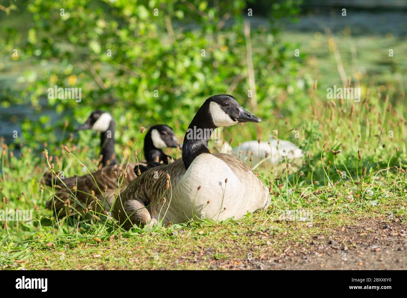 Kanadagans auf Gras in der Abendsonne Stockfoto
