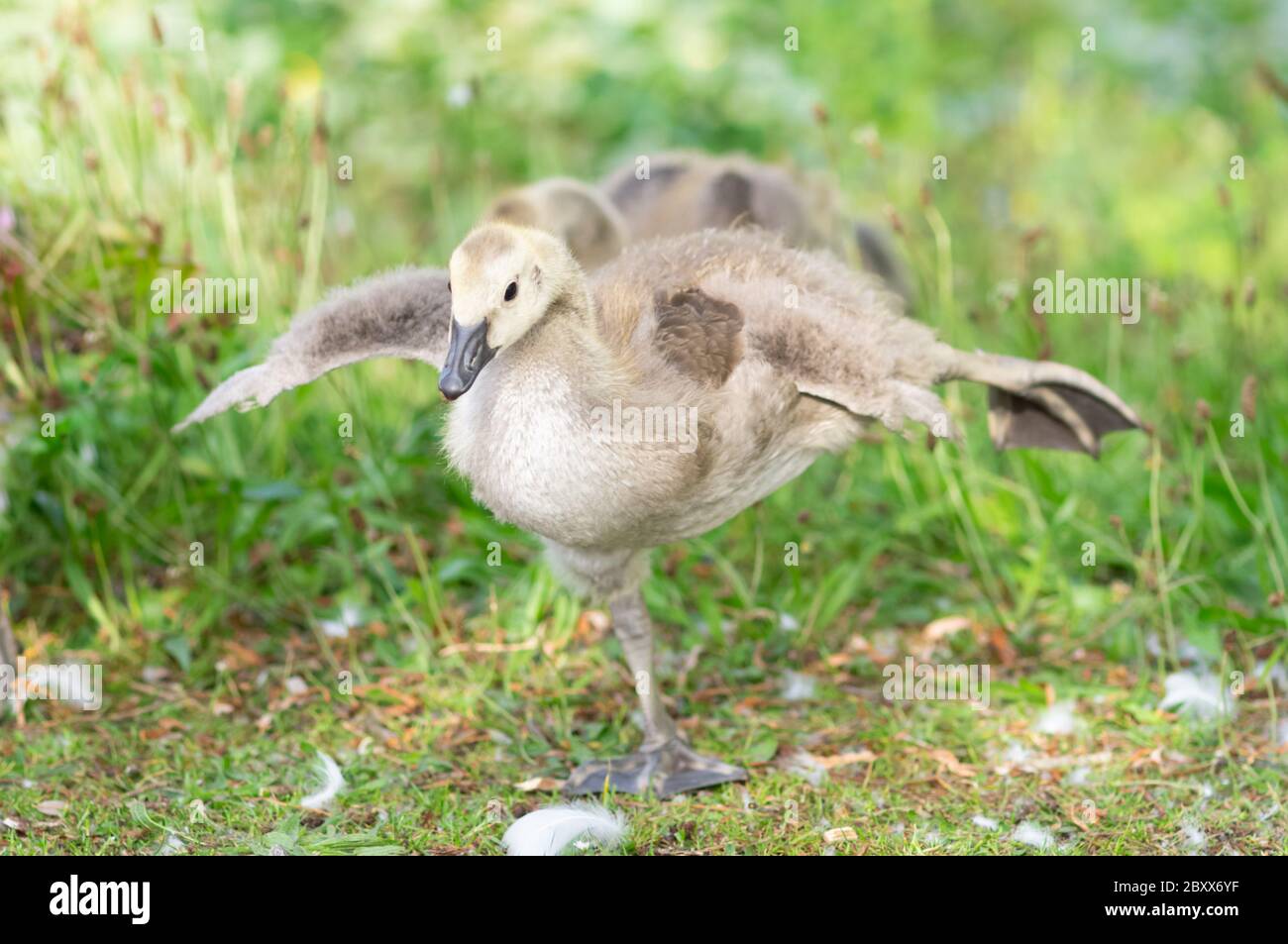 Kanadagans Gänse auf einem Bein stehend Flügel spreizen Stockfoto