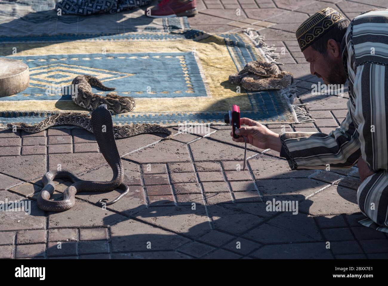 Kobras und Schlangenbeschwörer auf dem Platz Djemaa el Fna in Marrakesch, Marokko Stockfoto