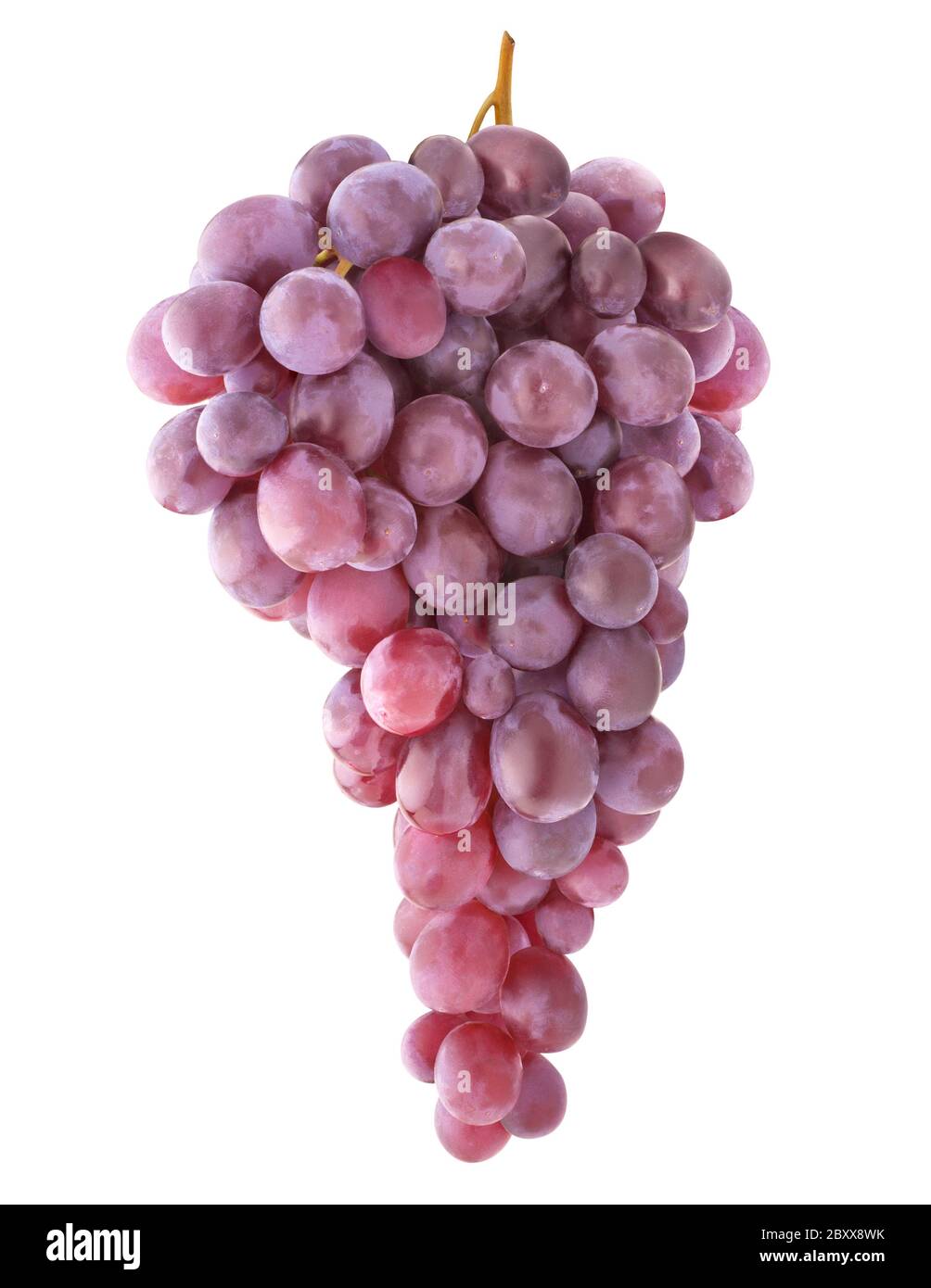 Isolierte rosa Trauben. Trauben hängen an einem Stängel isoliert auf weißem Hintergrund Stockfoto