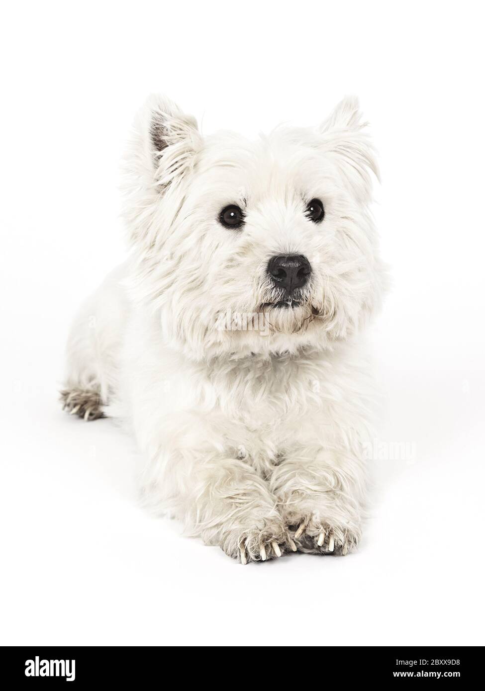 White Terrier Stockfoto