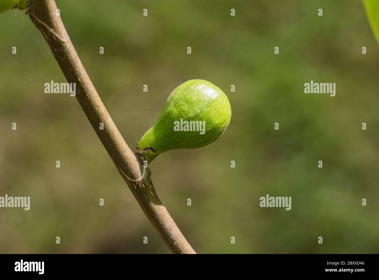 Unreife Frucht der Feige (Ficus carica) Stockfoto