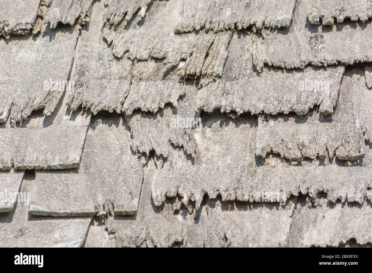 Wind und Regen beschädigten alte Holzschindel / Holzschlag Dach in schlechten Zustand, und muss ersetzt werden. Metapher Geisteskrankheit, schuppige Person, bekam eine lose Schiefer. Stockfoto