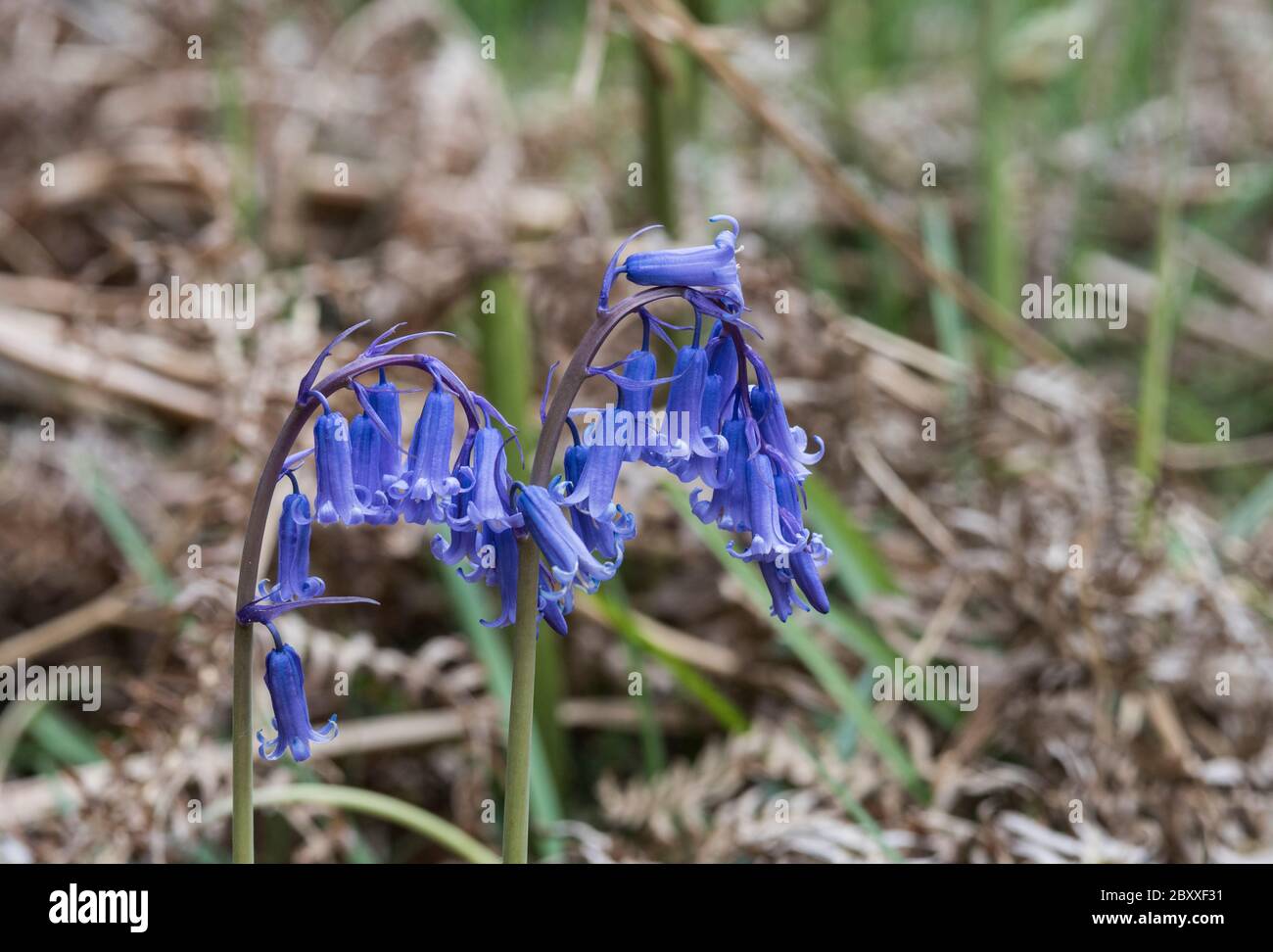 Blühende einheimische Bluebells (Hyacinthoides non-scriptus) Stockfoto