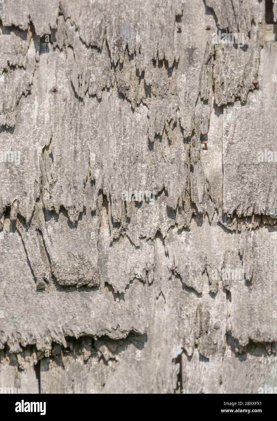 Wind und Regen beschädigten alte Holzschindel / Holzschlag Dach in schlechten Zustand, und muss ersetzt werden. Metapher Geisteskrankheit, schuppige Person, bekam eine lose Schiefer. Stockfoto