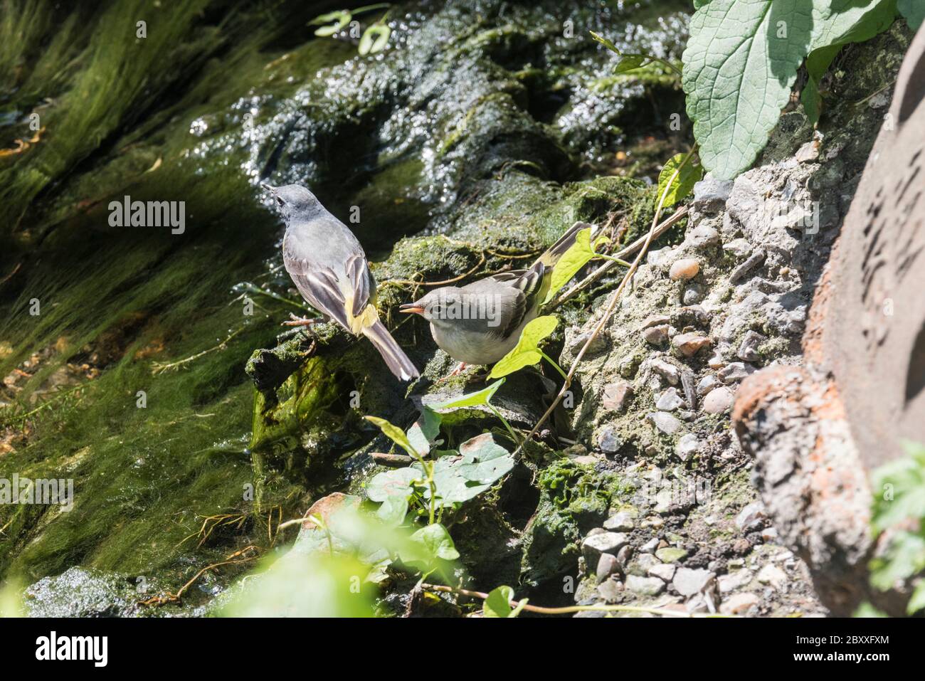 Jungling Grey Waggtail (Motacilla cinerea) mit einem erwachsenen Vogel Stockfoto