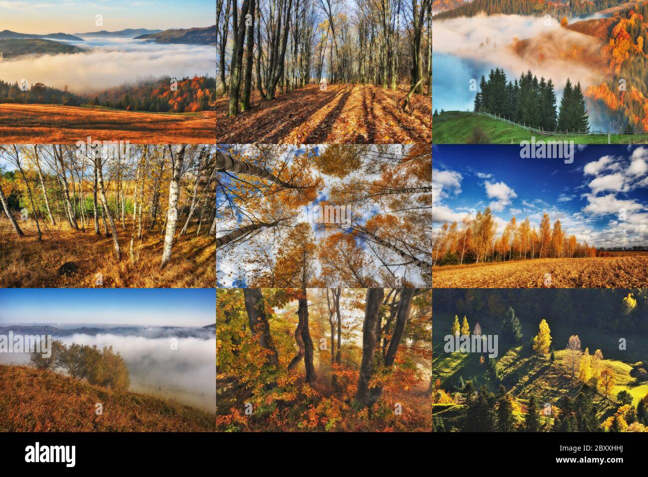 Herbstcollage. Serie von Herbstlandschaften Stockfoto