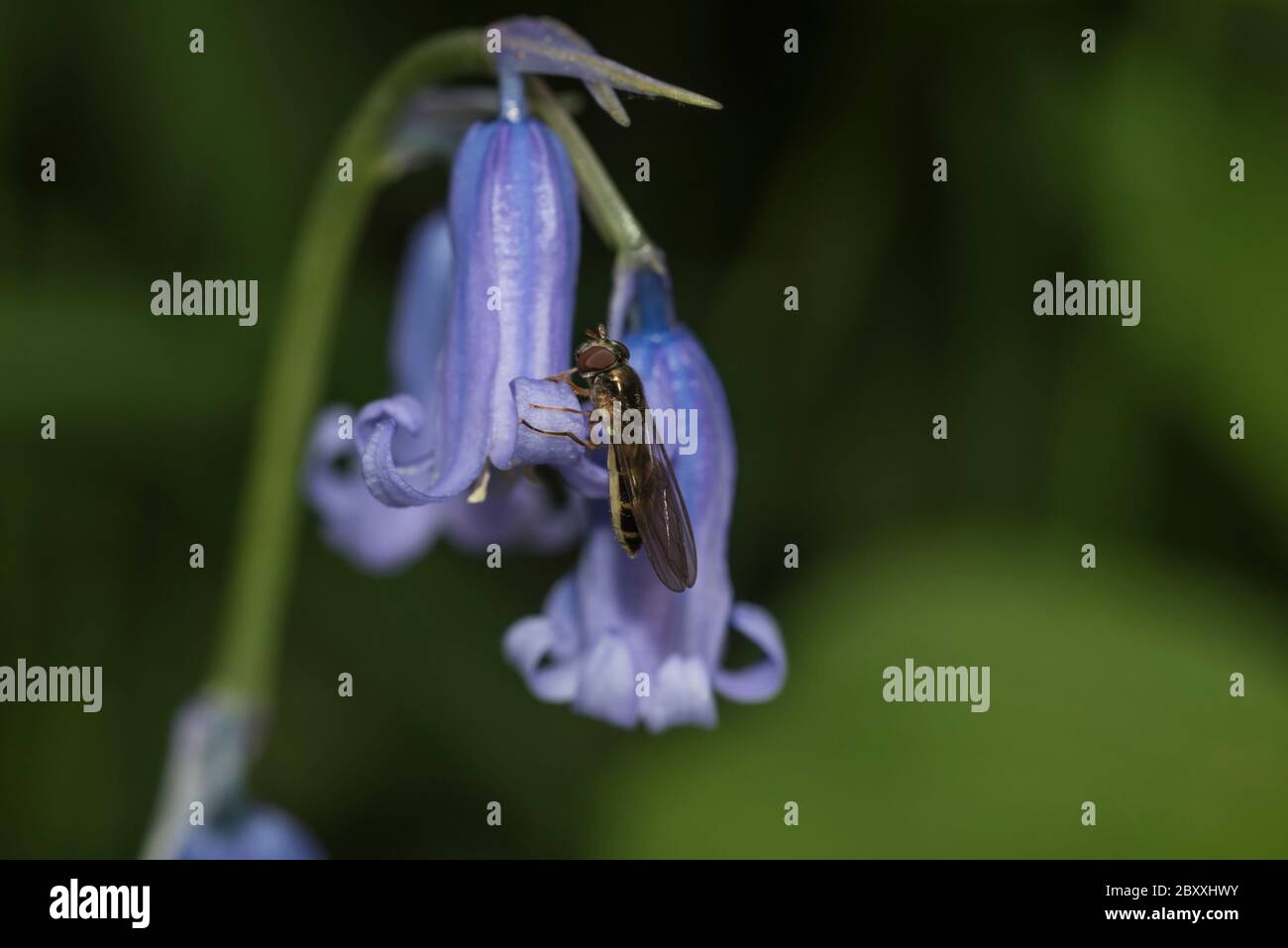 Die Schwebfliege Melanostoma scalare ruht auf einer Bluebell-Blume Stockfoto