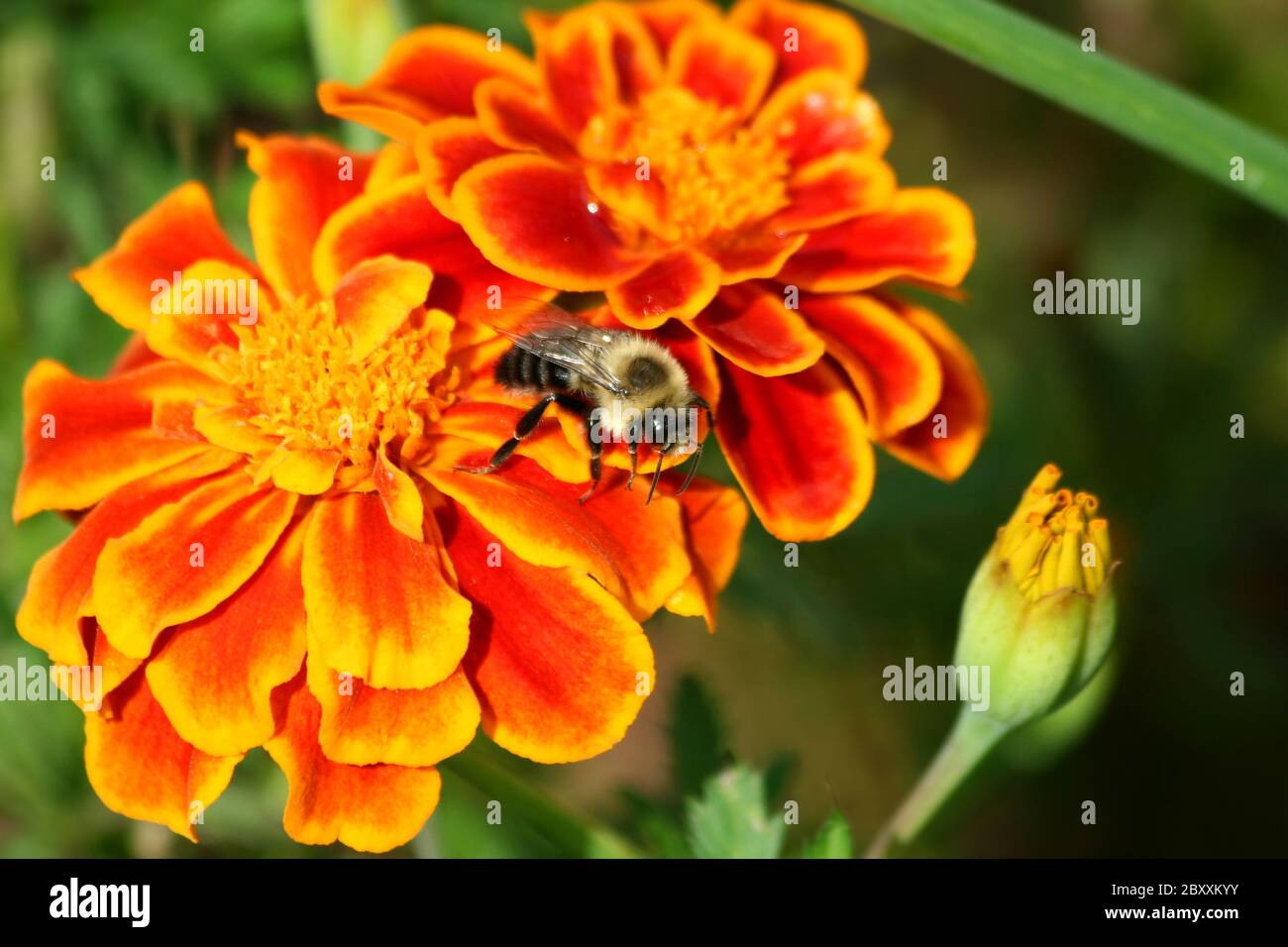 Eine Hummel auf einer Ringelblume Stockfoto