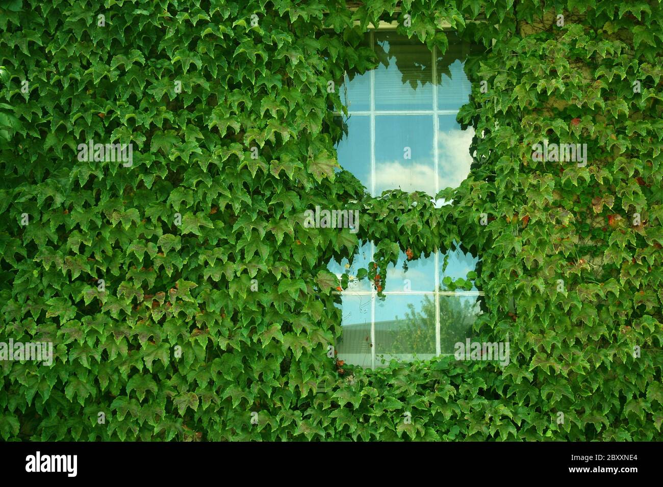 Efeu bedeckt Gebäude mit einem Fenster Stockfoto