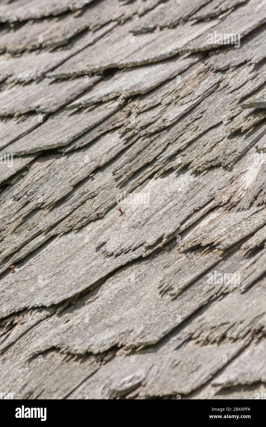 Wind und Regen beschädigten alte Holzschindel / Holzschlag Dach in schlechten Zustand, und muss ersetzt werden. Metapher Geisteskrankheit, schuppige Person, bekam eine lose Schiefer. Stockfoto