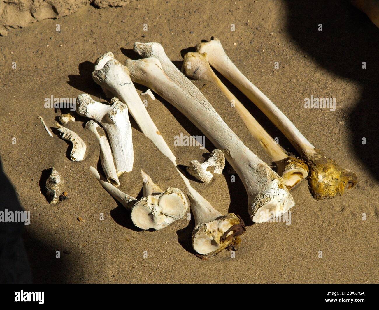 Menschliche Knochen im Sand Stockfoto