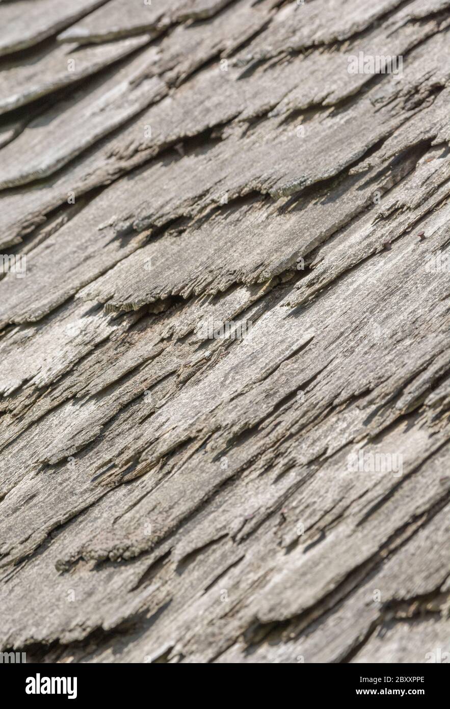 Wind und Regen beschädigten alte Holzschindel / Holzschlag Dach in schlechten Zustand, und muss ersetzt werden. Metapher Geisteskrankheit, schuppige Person, bekam eine lose Schiefer. Stockfoto