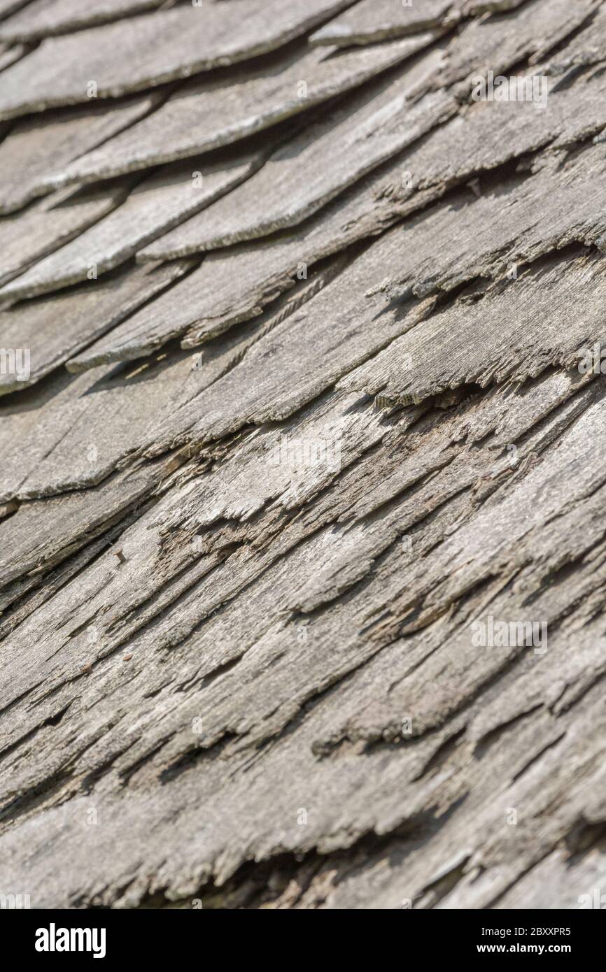 Wind und Regen beschädigten alte Holzschindel / Holzschlag Dach in schlechten Zustand, und muss ersetzt werden. Metapher Geisteskrankheit, schuppige Person, bekam eine lose Schiefer. Stockfoto