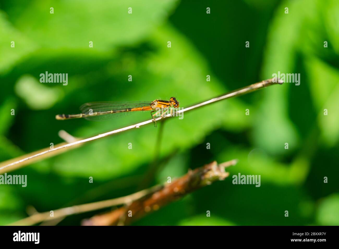 Weibliche Ostgabelfliege im Frühling Stockfoto