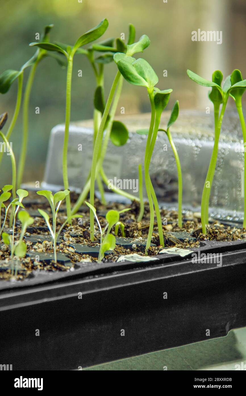 Starten von Salat- und Sonnenblumenkeimlingen im Innenbereich in einem Gartenfenster in Issaquah, Washington, USA. Sie werden eine viel breitere Palette von Möglichkeiten haben, wenn Stockfoto