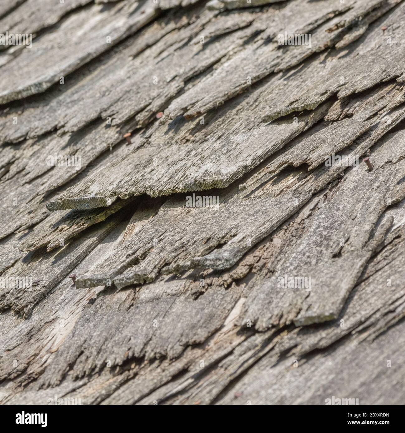 Wind und Regen beschädigten alte Holzschindel / Holzschlag Dach in schlechten Zustand, und muss ersetzt werden. Metapher Geisteskrankheit, schuppige Person, bekam eine lose Schiefer. Stockfoto