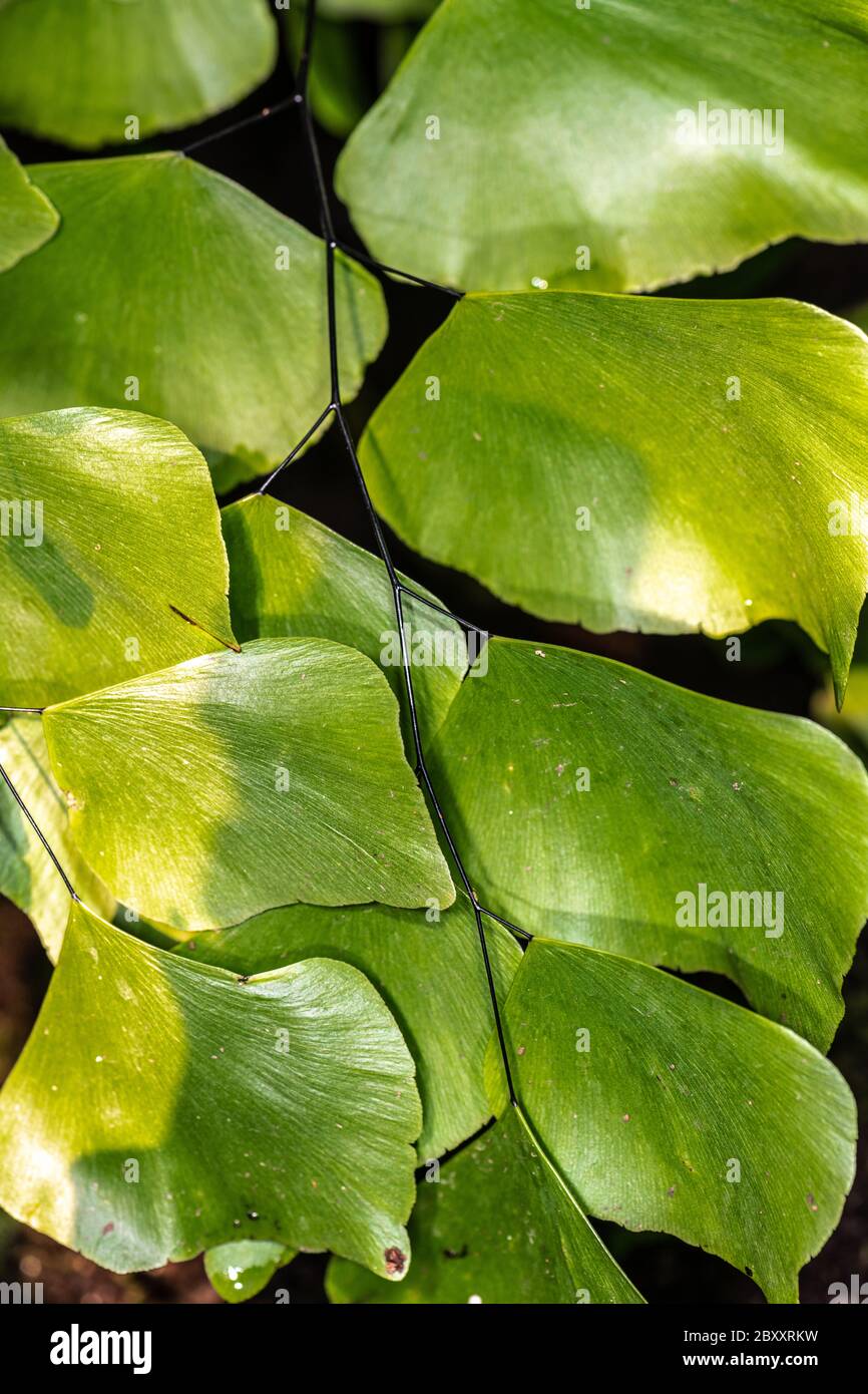 Silber-Dollar-Fern (Adiantum peruvianum) Stockfoto