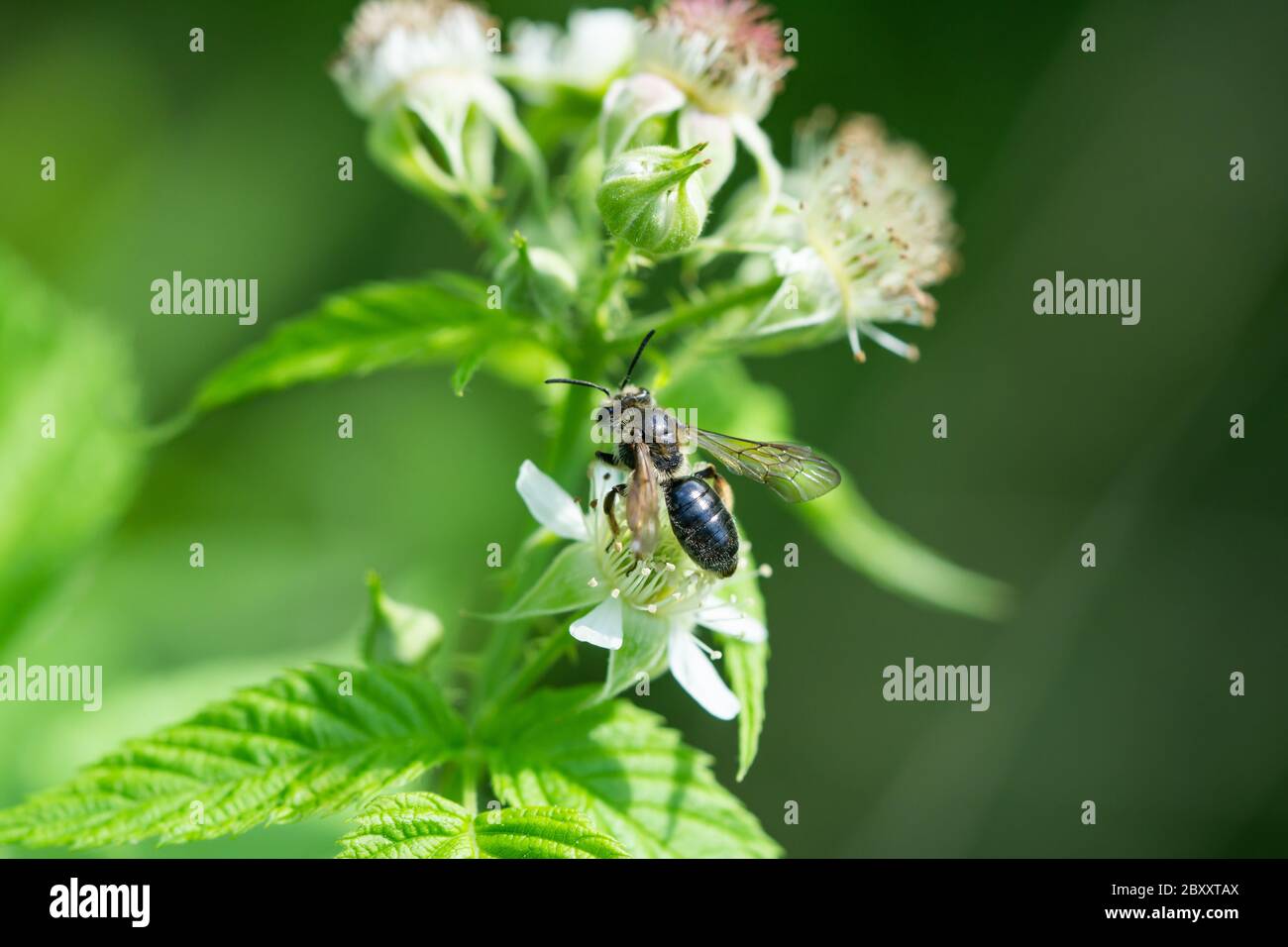 Hawthorn Mining Bee auf schwarzen Himbeer-Blumen Stockfoto