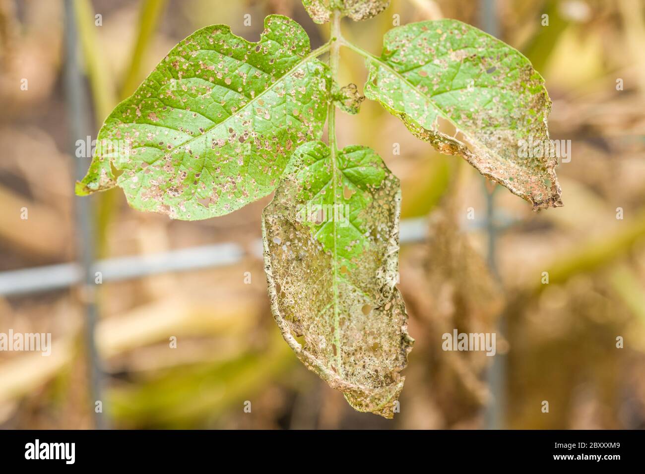 Flohkäfer Schäden an Red Lasoda Kartoffelpflanze in Issaquah, Washington, USA Stockfoto