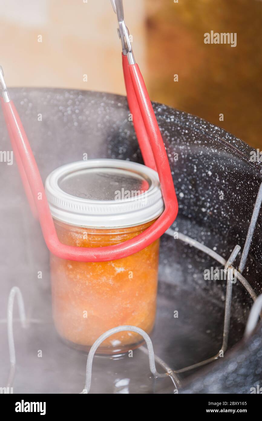 Anheben einer Glas marillenmarmelade unter den Rand mit canning Zange, aus einem kochendes Wasser canner, in der Vorbereitung für das Lassen Sie ohne Berührung o cool Stockfoto