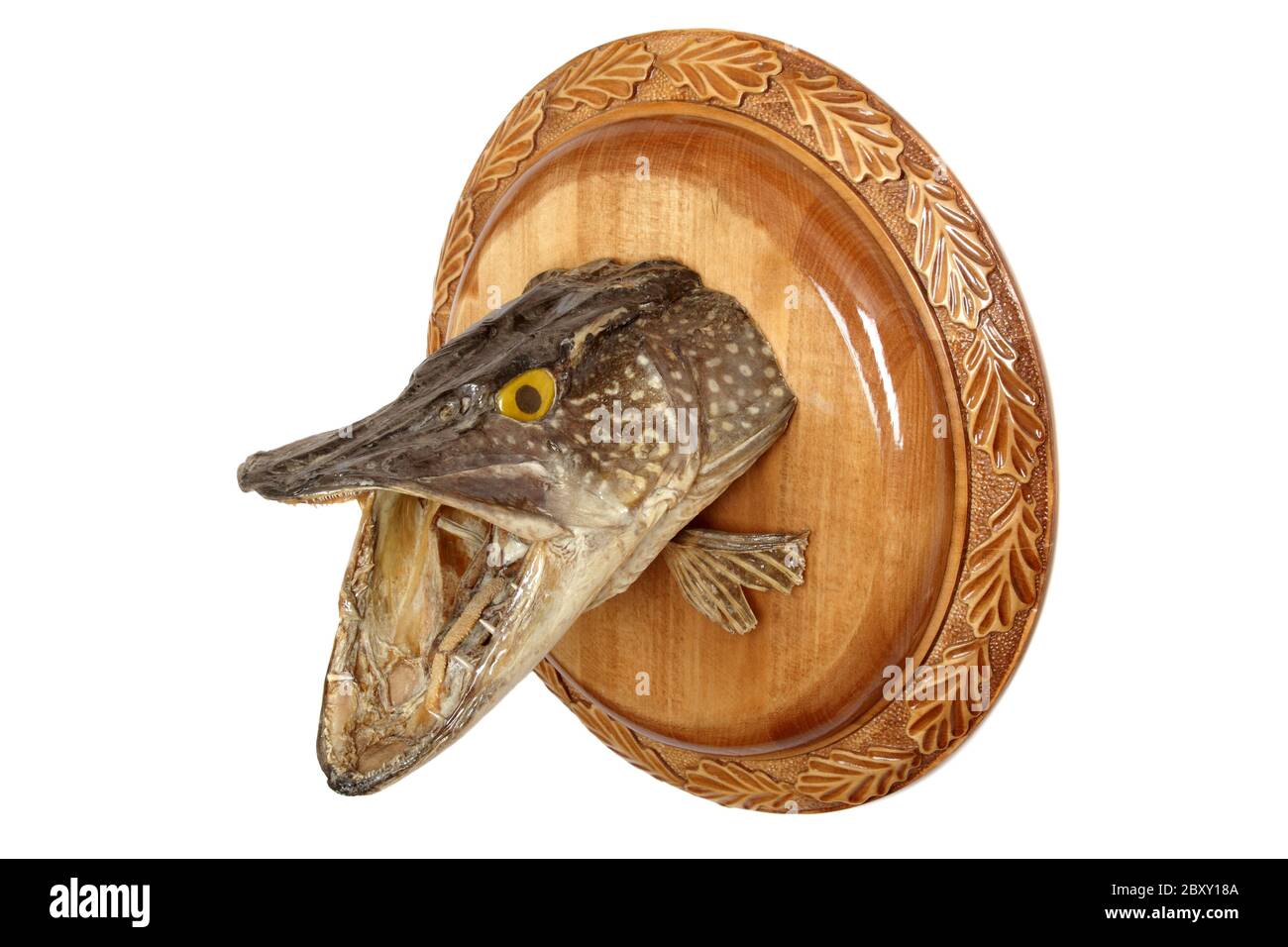 Hecht-Kopf Stockfoto