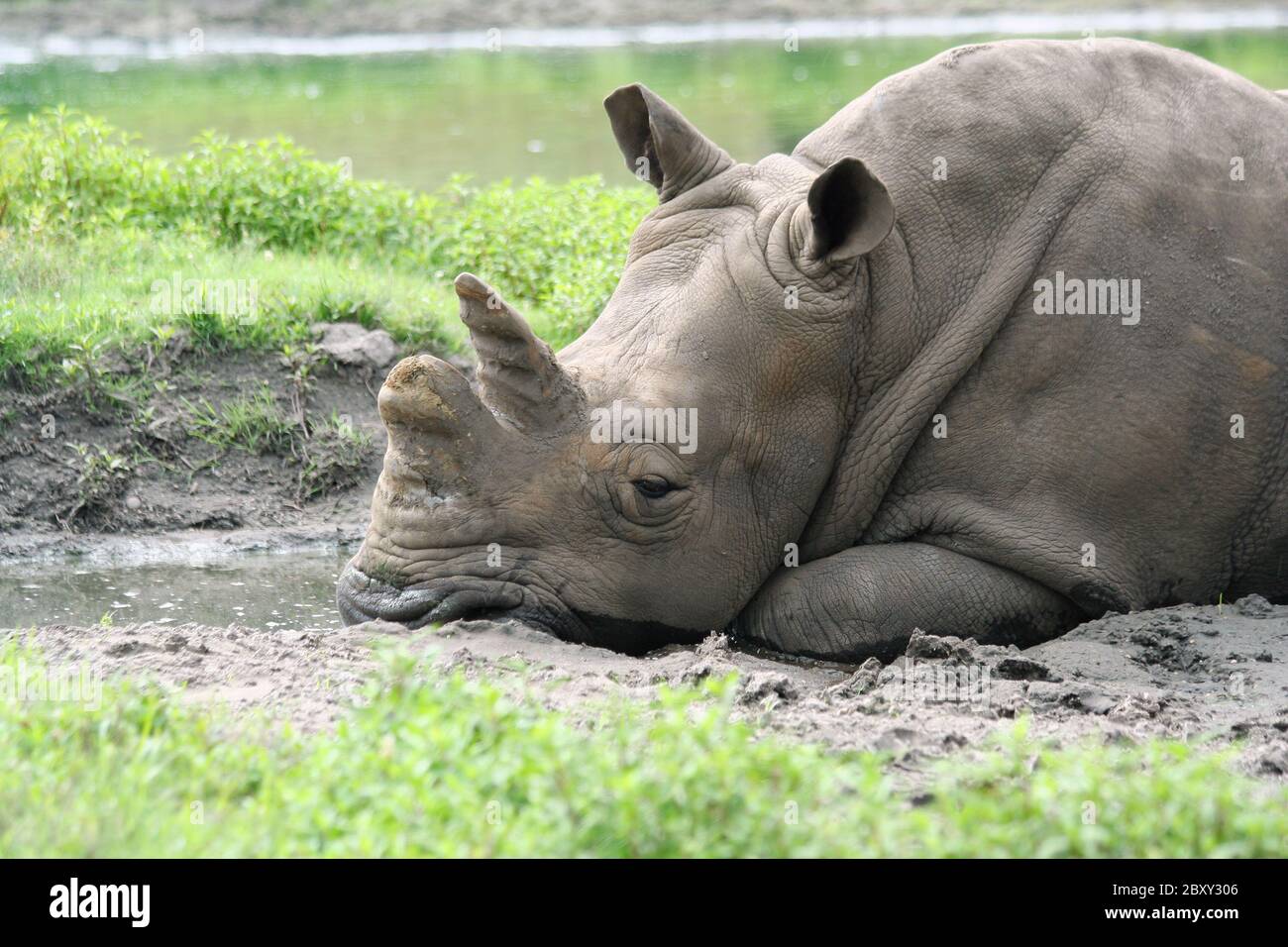 Ein weißes Nashorn relaxin im Schlamm Stockfoto