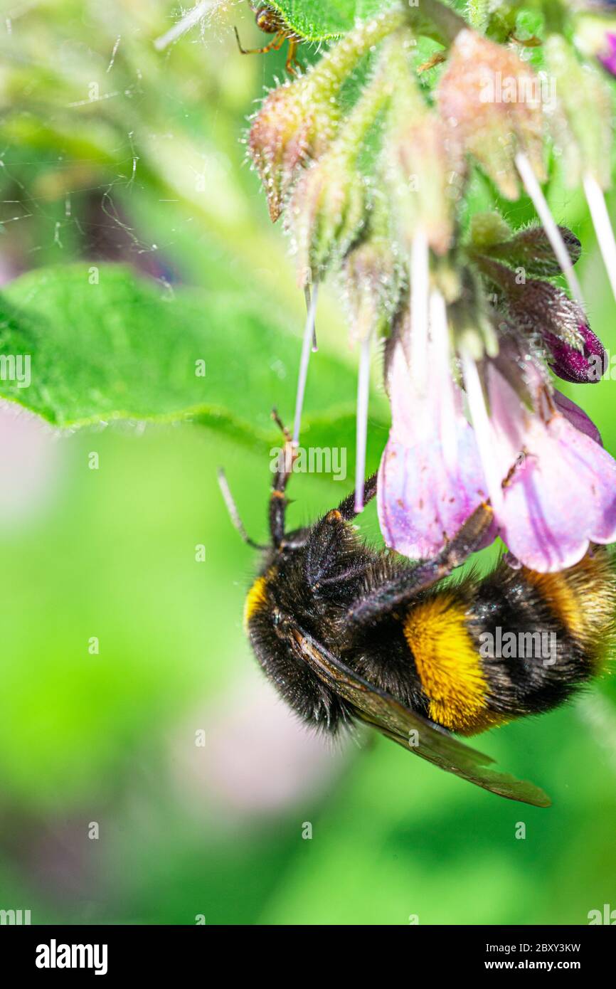 Bienen sammeln Honig auf rosa Blume Nahaufnahme Stockfotografie - Alamy