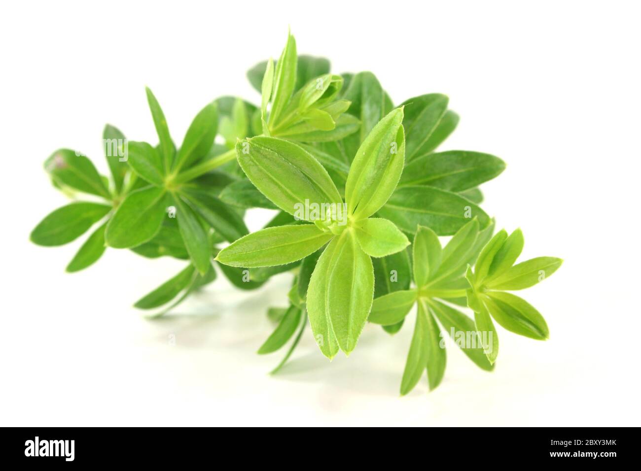 Waldmeister Stockfoto