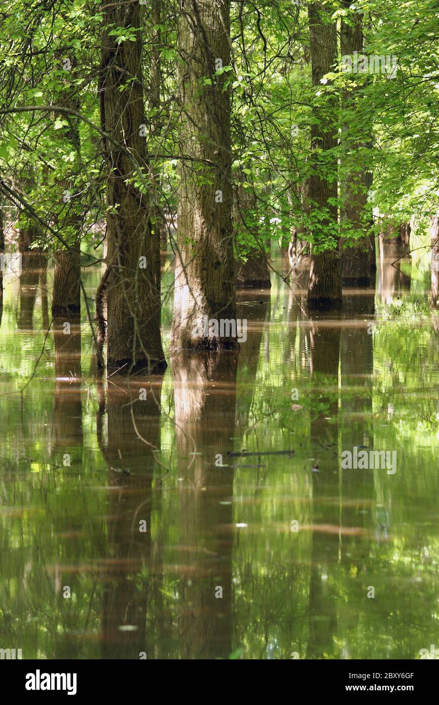 Baum-Spiegelungen im Wasser Stockfoto