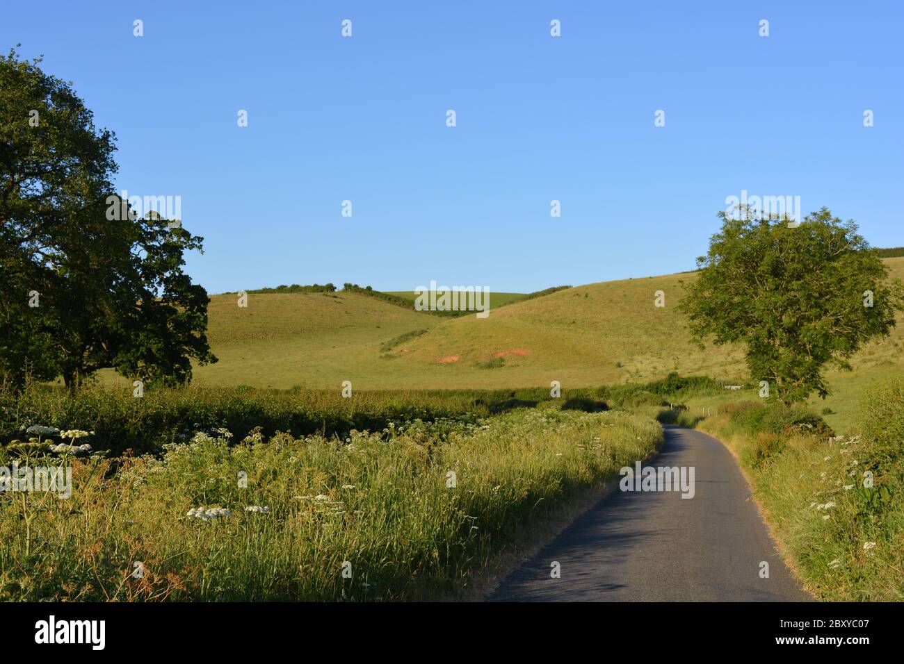 Typisch englische Landstraße im Sommer, zwischen Oborne und Poyntington, Sherborne, Dorset, England Stockfoto