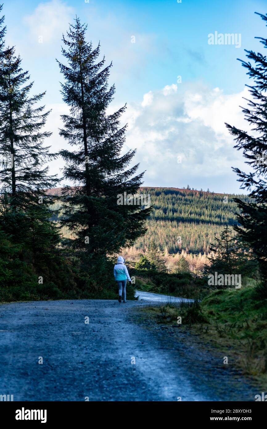 Rückansicht einer jungen Frau beim Wandern im irischen Wald. Wandermädchen ist in düsteren mystischen und dunklen Wald zu Fuß - Thriller-Szene. Weitwinkelobjektiv, wählen Sie Stockfoto