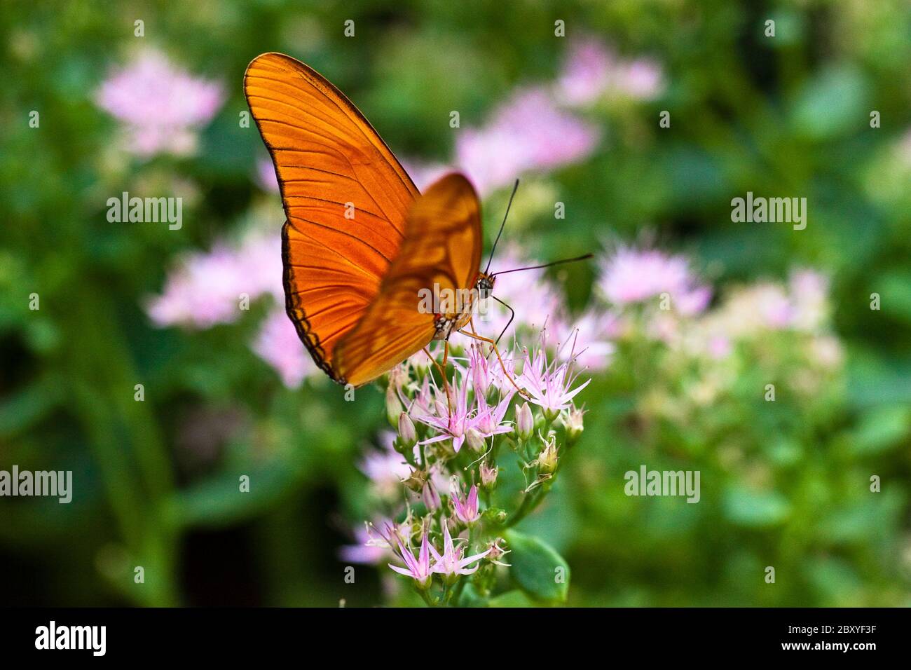 Julia Butterfly oder Julia Heliconian (Dryas iulia) Stockfoto