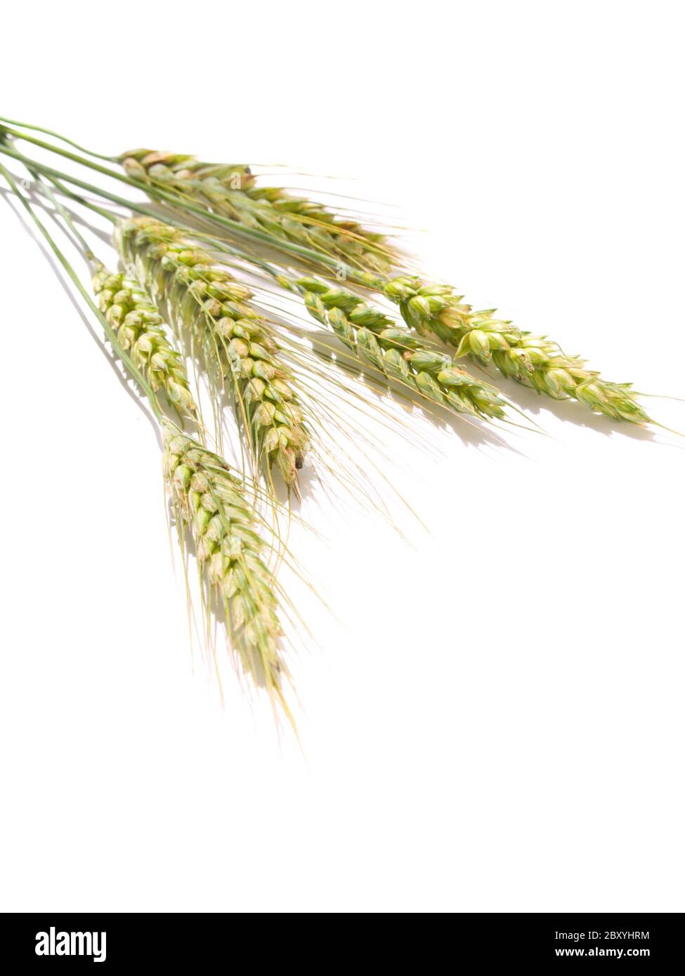 Ähren Stockfoto