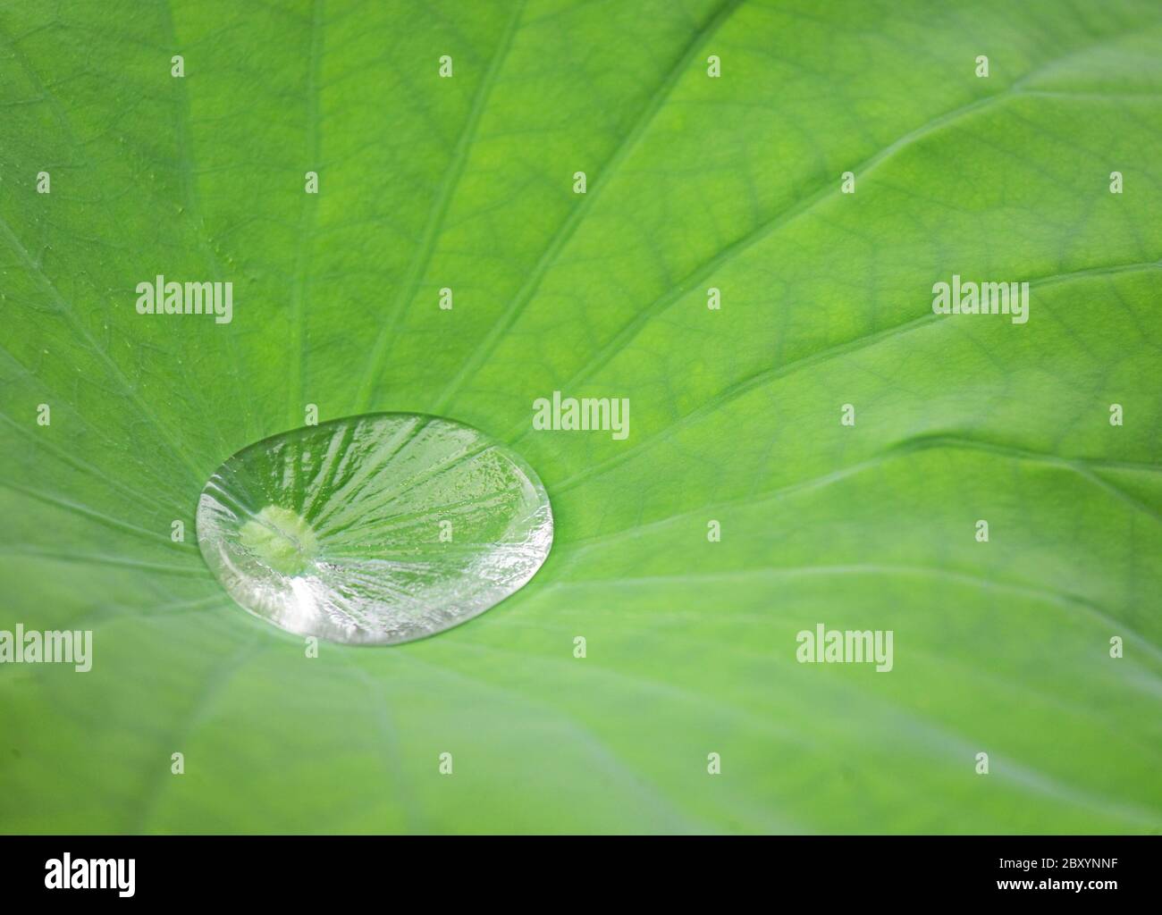 Tropfen Wasser auf Lotus Blatt Stockfoto