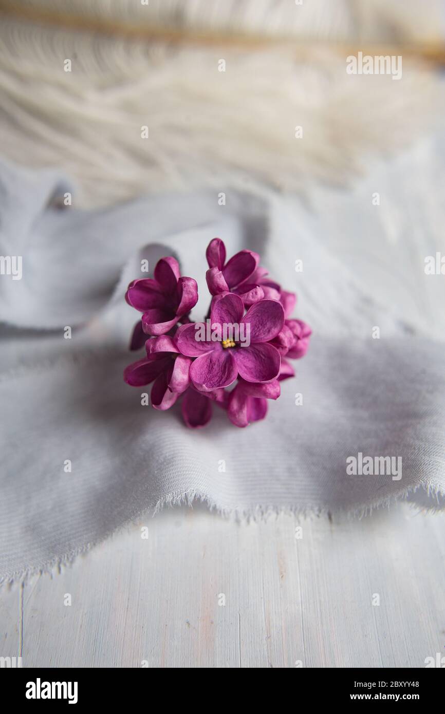 Fünfzackige lila violette Blüten auf einer weißen Straußenfeder. Eine lila Glück - Blume mit fünf Blütenblättern unter den vierzackigen Blüten von leuchtend rosa lil Stockfoto