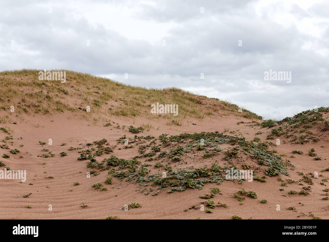 Landschaftsfoto von Eispflanzen, die auf Sanddünen an einem Strand in Sand City, Monterey County, Kalifornien, USA wachsen Stockfoto