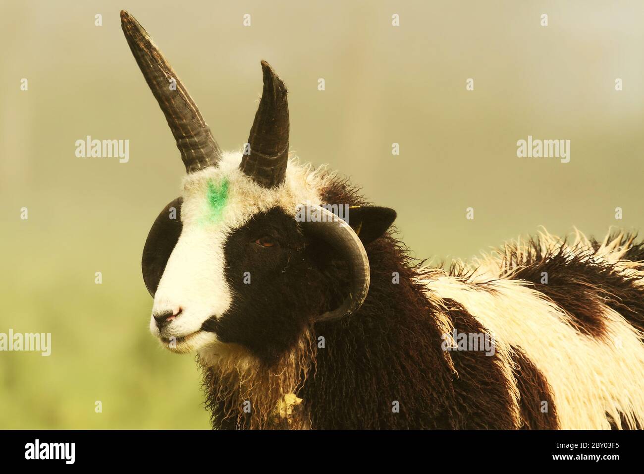 Jakobs Schafe Stockfoto