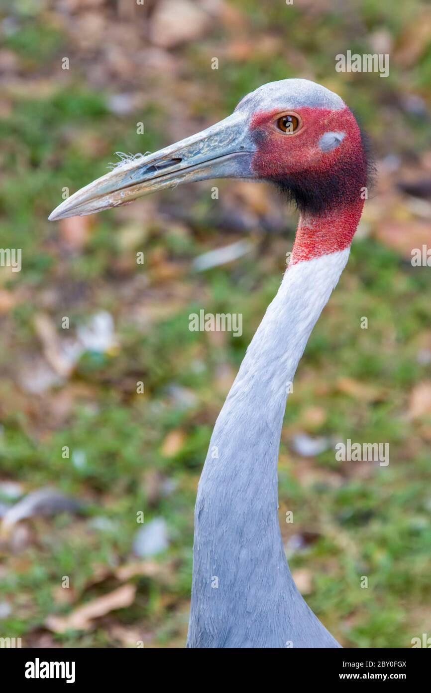 Der sarus Kran ist ein großer nicht-Zugkran in Teilen des indischen Subkontinents, Südostasien und Australien gefunden, die höchste der fliegenden Vogel Stockfoto