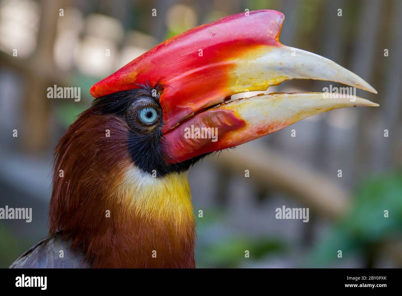 Das Nahaufnahme-Bild des Rufous Hornbills. Es wird manchmal wegen seines periodischen Miteinsaals "die Uhr der Berge" genannt. Stockfoto