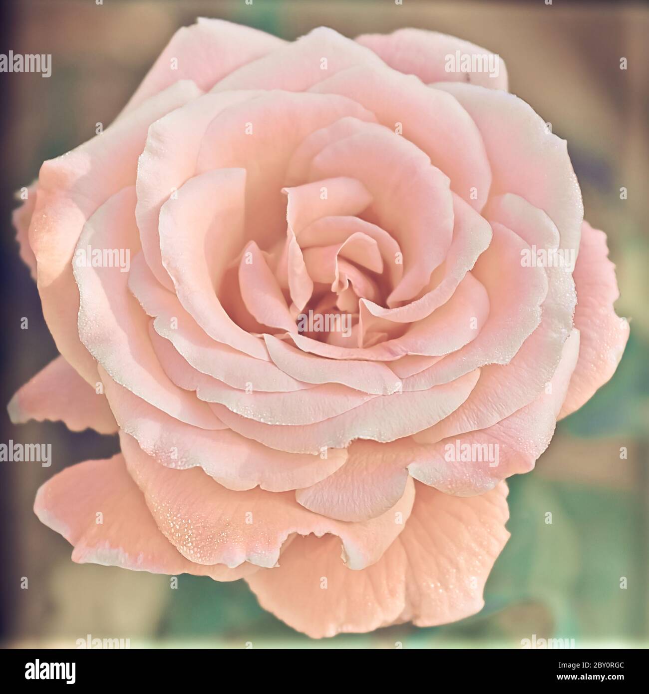 Pastellfarbene Rosenblüte Stockfoto