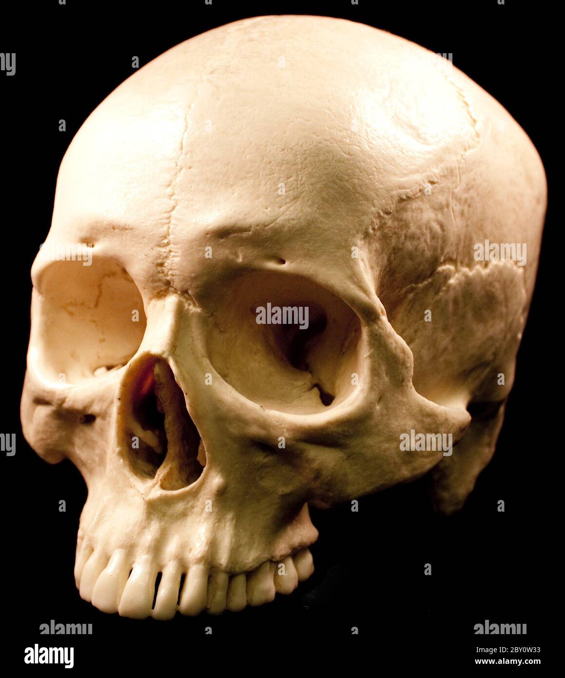 Menschlicher Schädel auf schwarzem Hintergrund Stockfoto