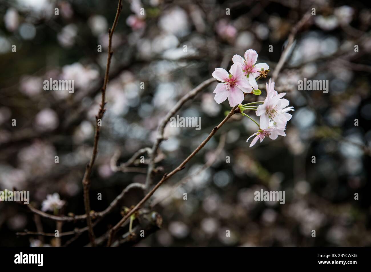 Kirschblüte im Shinjuku Gyo-en, einem großen Park und Garten in Shinjuku und Shibuya, Tokio, Japan Stockfoto