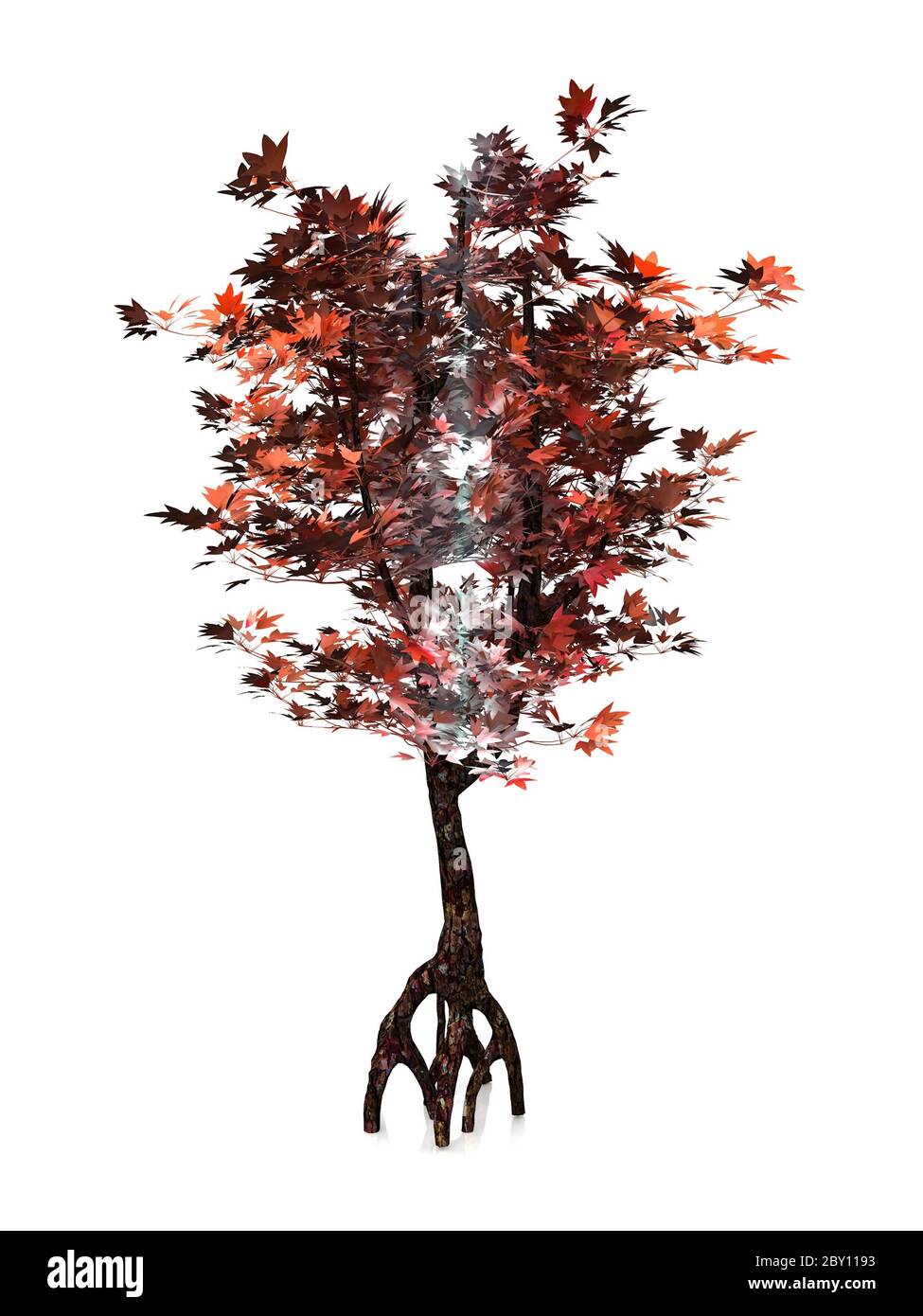 Der Baum im Herbst auf weißem Hintergrund Stockfoto