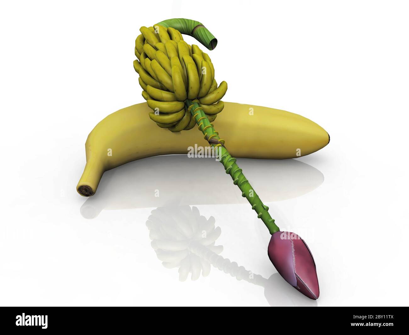Banane und Banane Regime auf weißem Hintergrund Stockfoto