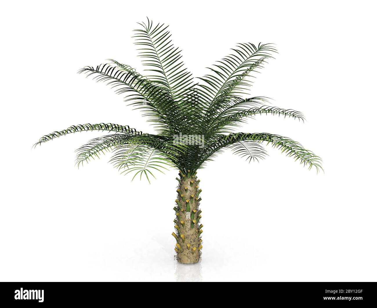 Die Palme auf weißem Hintergrund Stockfoto